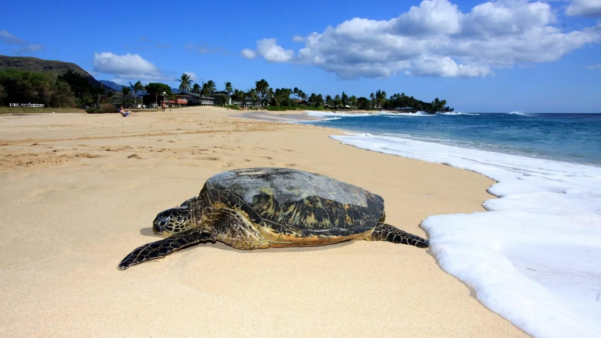 Ocean Escape By Avantstay 10 Min To Makaha Beach Brand New Ocean Views Waianae Verenigde Staten